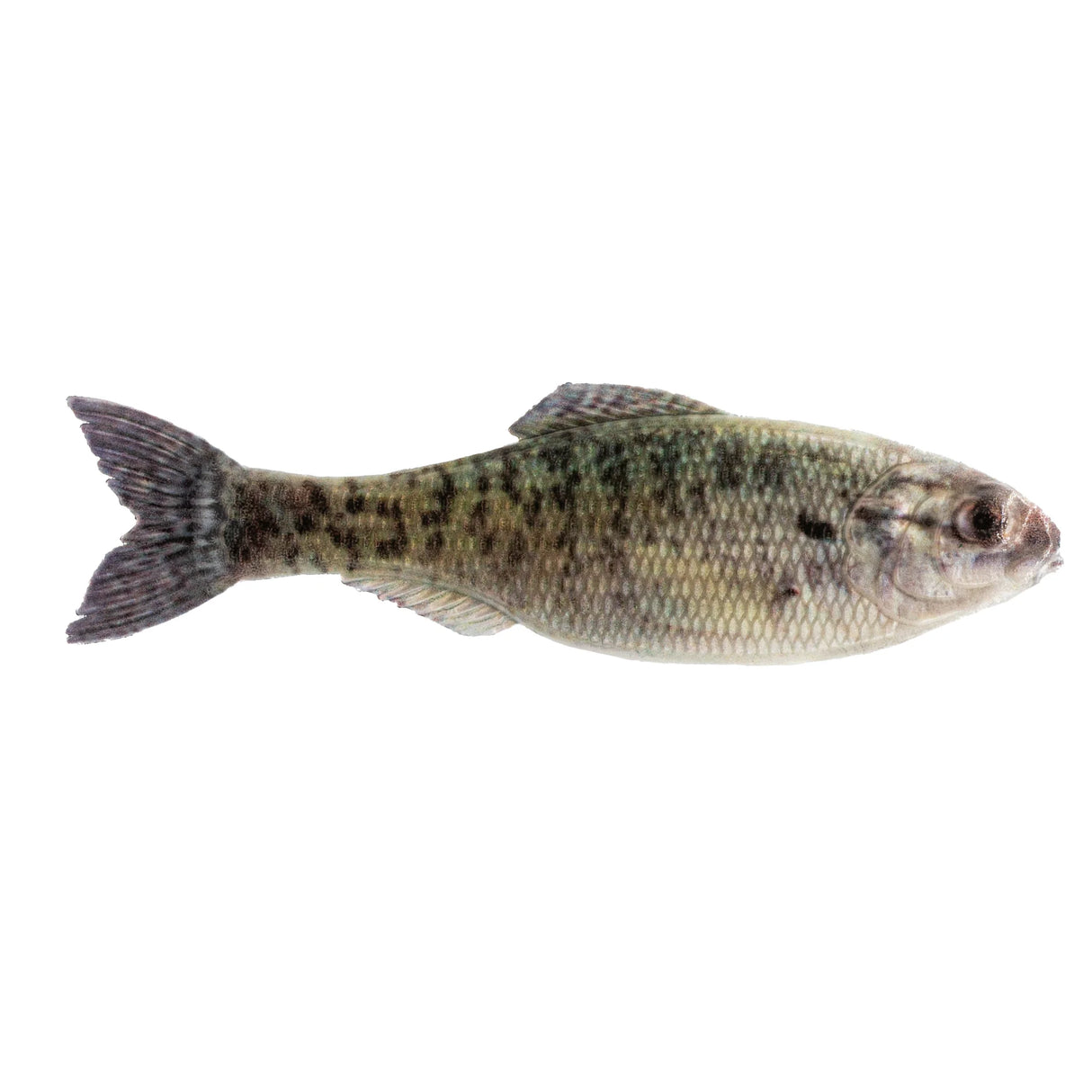 6th Sense Panorama Swimbait