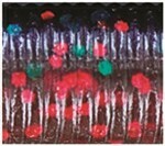 Yamamoto Slinko Floater Stick Bait