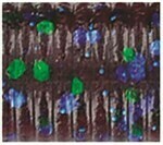 Yamamoto Slinko Floater Stick Bait