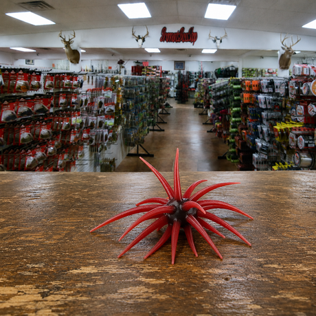 Red Berkley PowerBait MaxScent 'Moeba urchin bait for bass fishing at Brannan's Bass Shop in Powderly, Texas