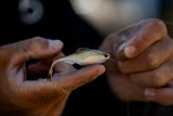 6th Sense Fiction Shad