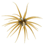 Hideup Coike Creature Bait