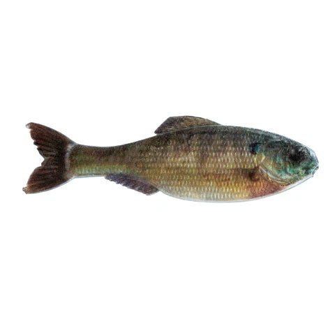 6th Sense Panorama Swimbait