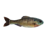 6th Sense Panorama Swimbait