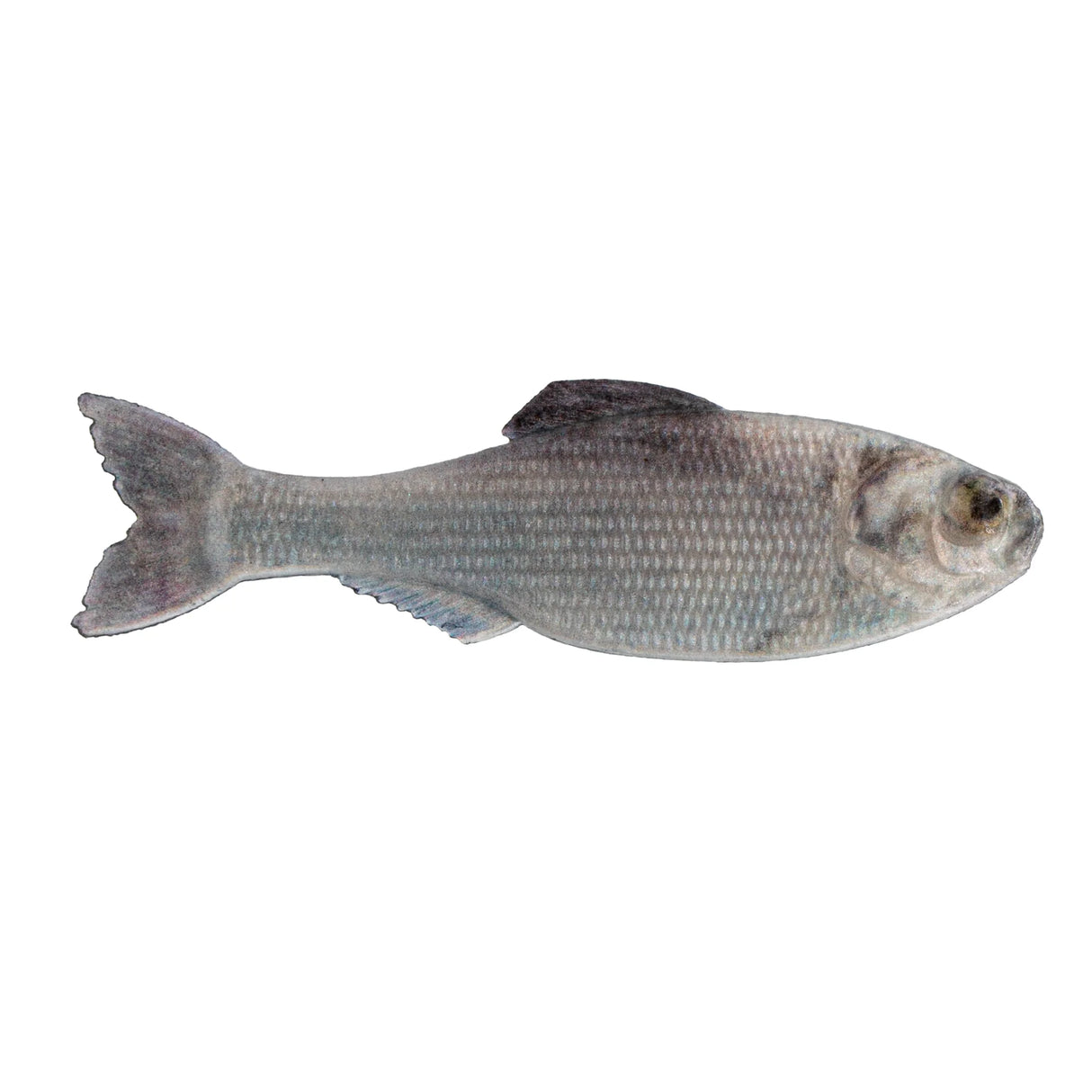 6th Sense Panorama Swimbait