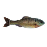 6th Sense Panorama Swimbait