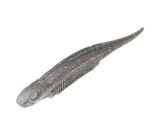 Strike King Spotlight Shim-E Minnow Soft Jerkbait