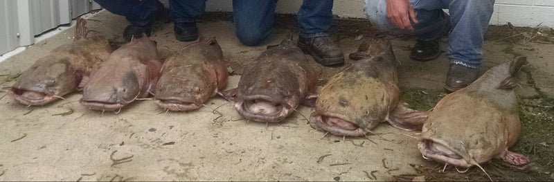 multiple catfish off of pat mayse lake