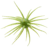 Hideup Coike Creature Bait