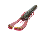 Strike King Rage Scounbug