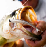Rapala Crush City Mooch Minnow Soft Swimbait