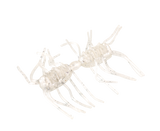 Strike King Sexy Bug Creature Bait