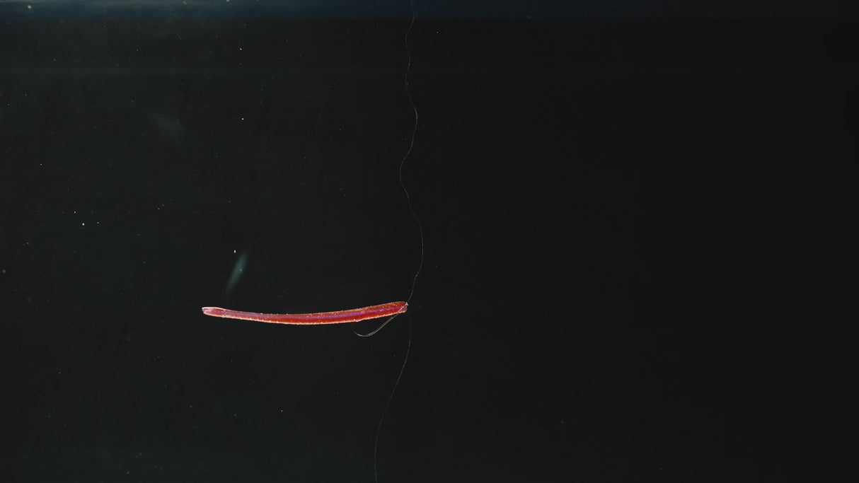 Berkley Lab Series Finesse Worm