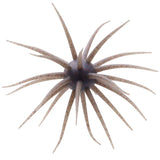 Hideup Coike Creature Bait