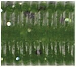 Yamamoto Slinko Floater Stick Bait