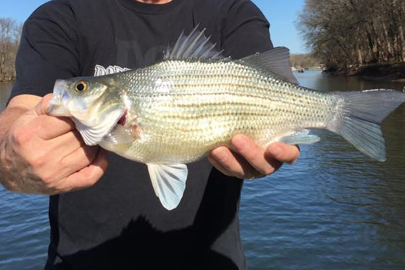 white bass or sandy on pat mayse lake near brannans bass shop